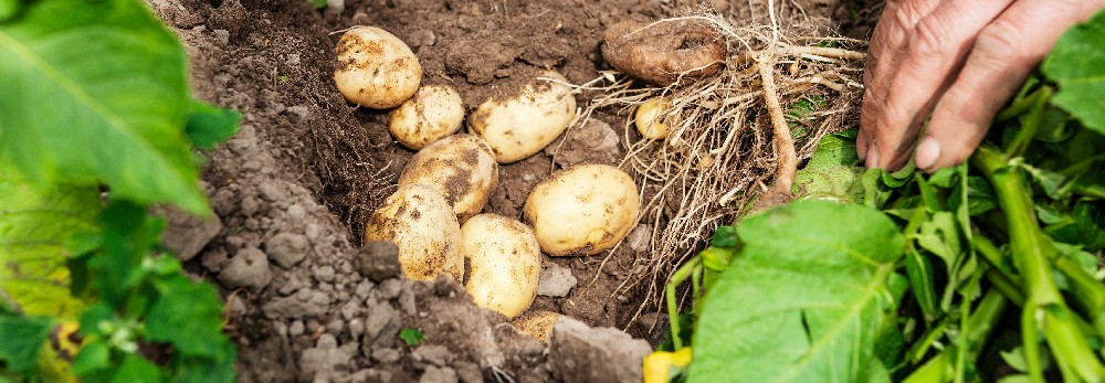 Kartoffeln werden aus dem Boden gegraben