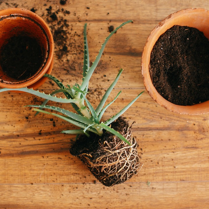 Aloe Vera umtopfen