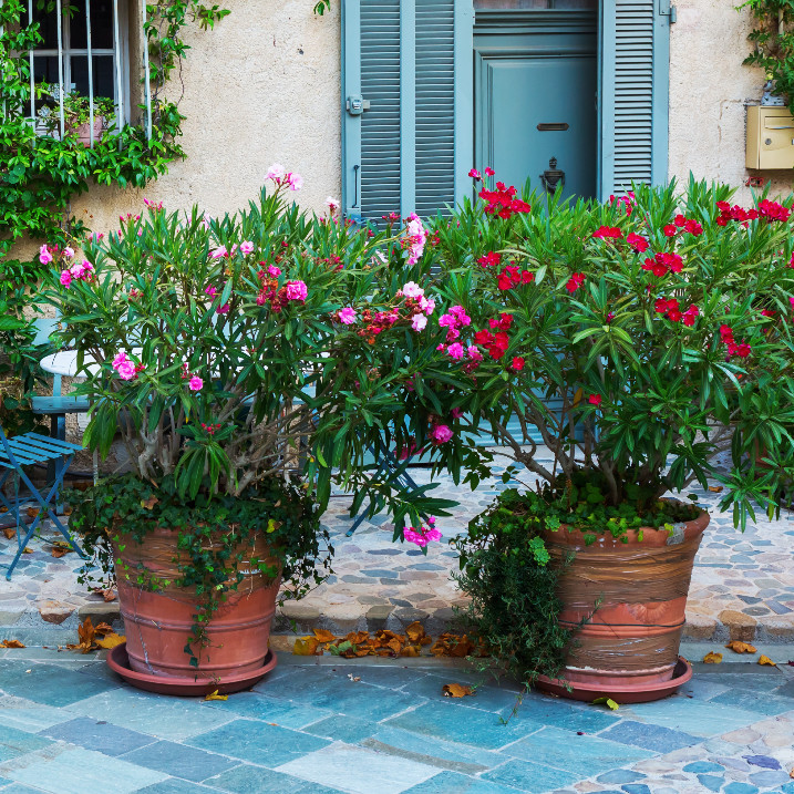 Oleander umtopfen