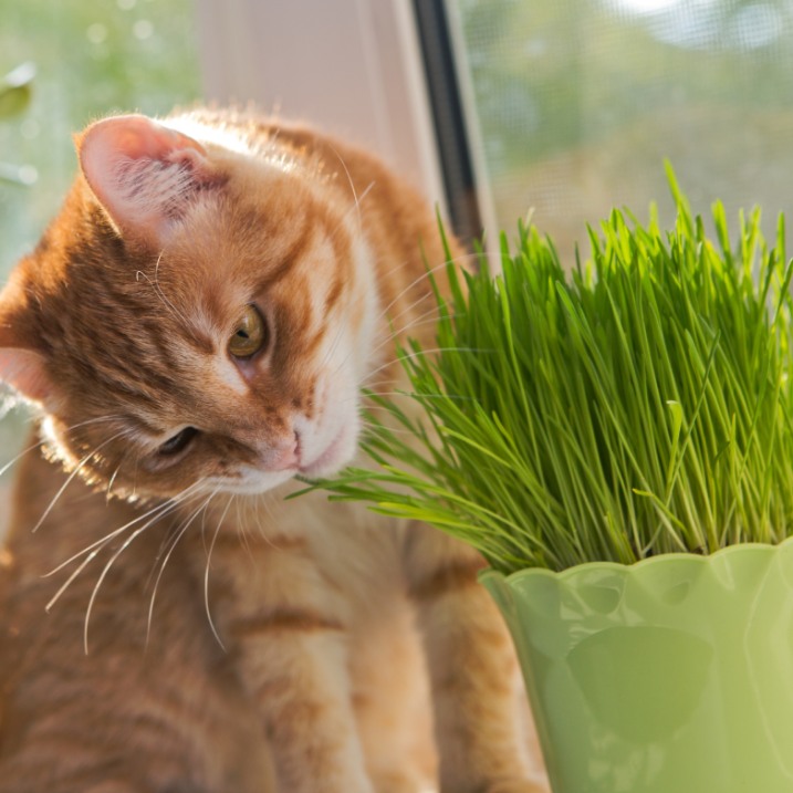 Katzengras pflanzen
