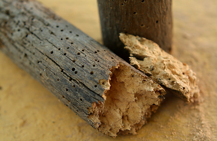 Von Holzwurm zerfressenes Stück Holz