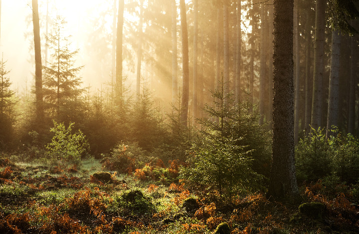 Wald