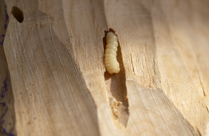 Holzwurm bei der Arbeit