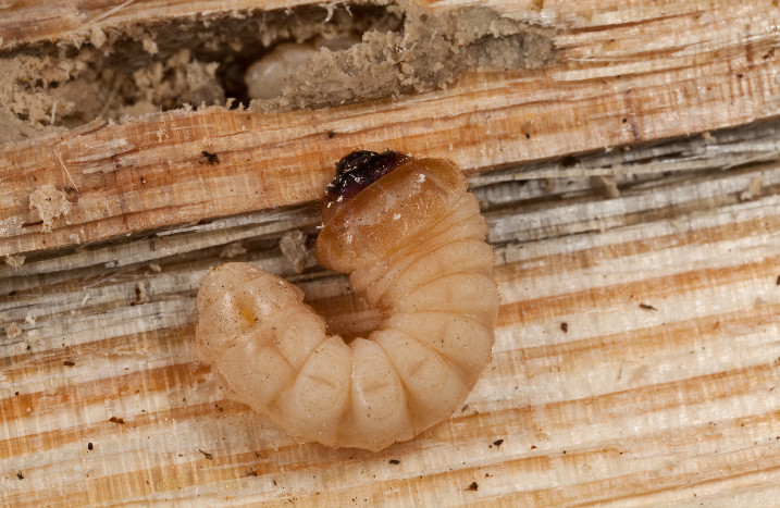 Nahaufnahme von Holzwurm