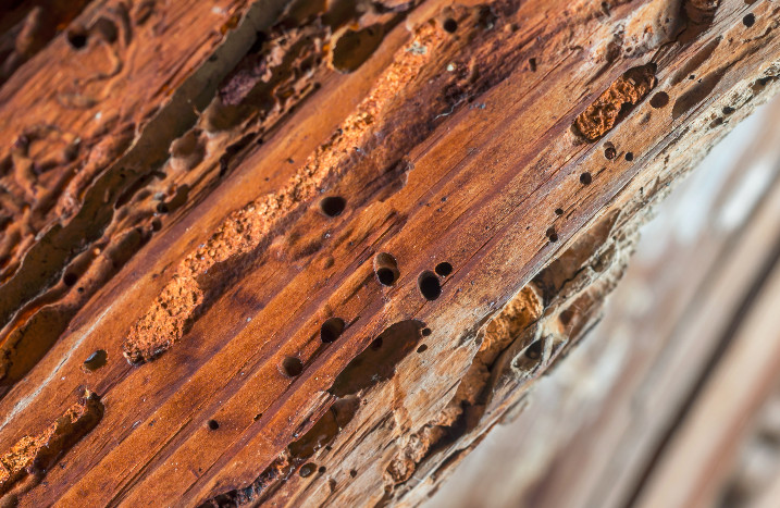 Vom Holzwurm zerfressenes Holz
