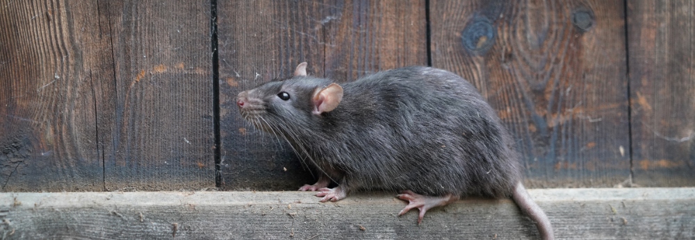 Mäuse vertreiben » Welche Mittel wirklich helfen