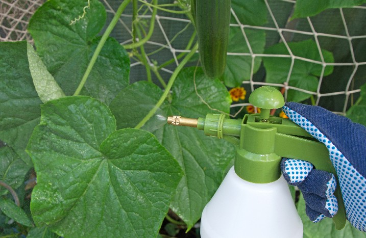 Pflanzen werden zum Schutz vor Spinnmilben mit Wasser eingesprüht.
