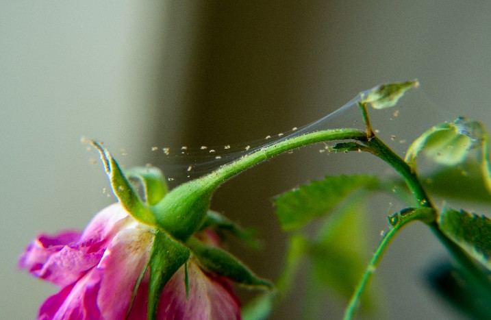 Eine Rose, die durch den Befall mit Spinnmilben kaputt geht.