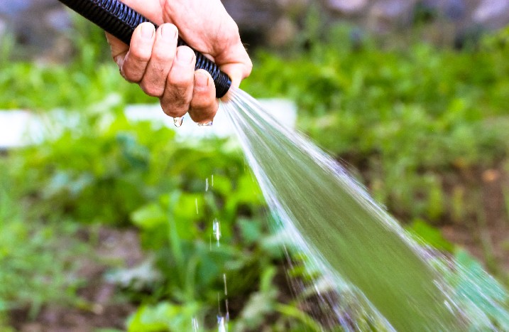 Mit Gartenschlauch werden Pflanzen gegossen.