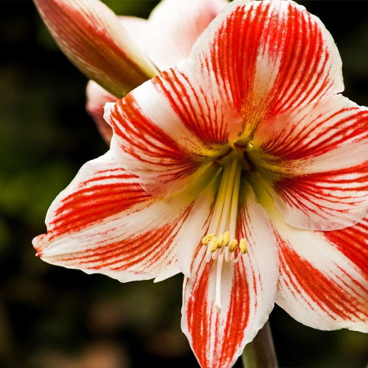 Amaryllis pflegen