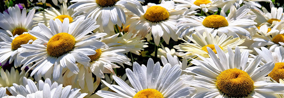 HD Margeriten 20 28 943x326
