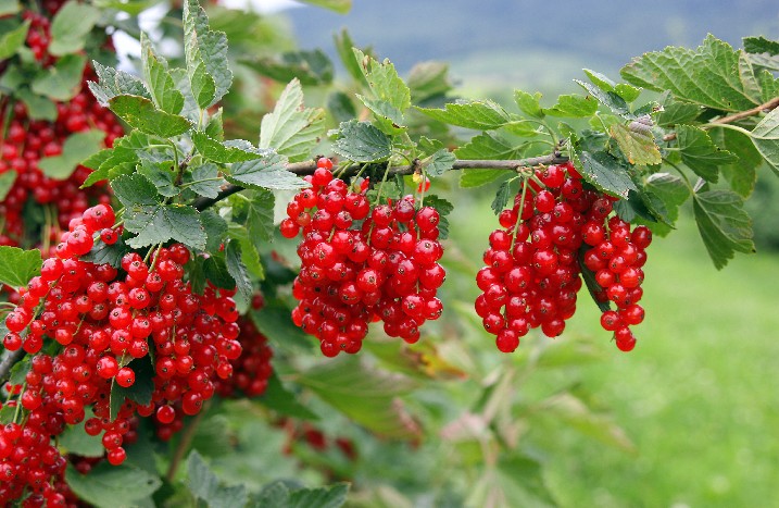 Johannisbeeren