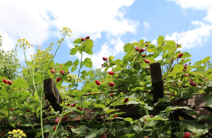 Himbeeren