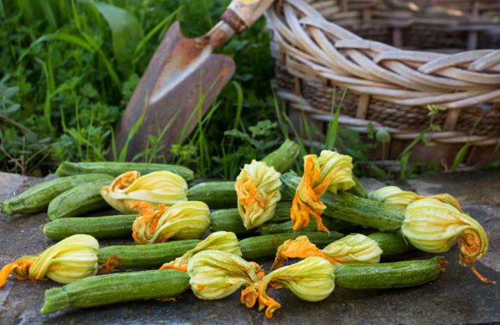 Geerntete Zucchini auf Tisch mit Korb und Schaufel