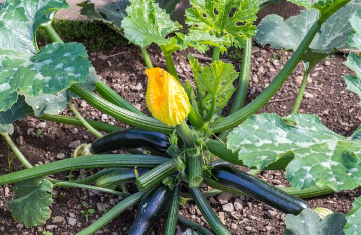 Blühende Zucchini Pflanze