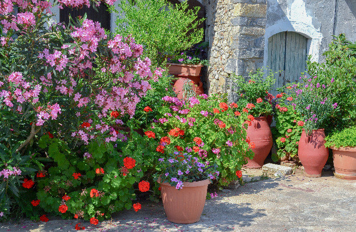 Mediterrane Pflanzen in Hof