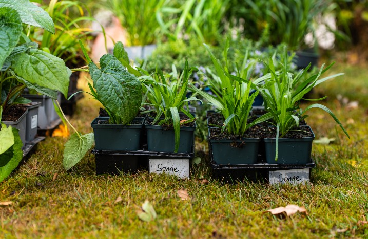 Unterschiedliche Pflanzen für die Gartenbepflanzung