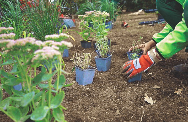 Blumenbeet wird bepflanzt