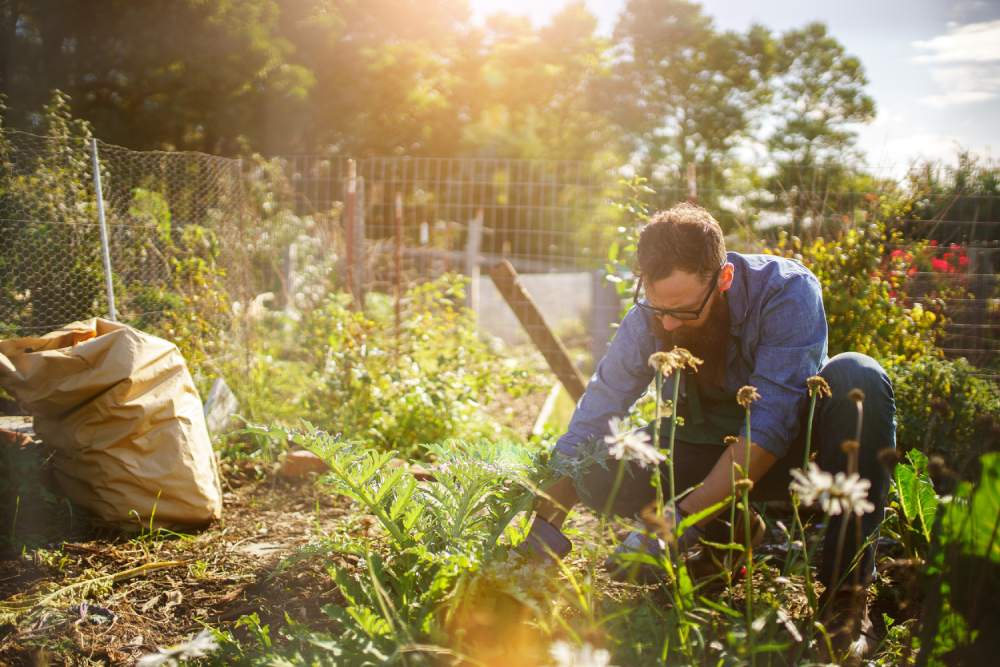 Eine Person bei der Gartenarbeit in einem sonnigen Beet.