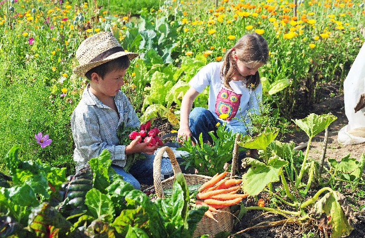 Kinder bei der Ernte