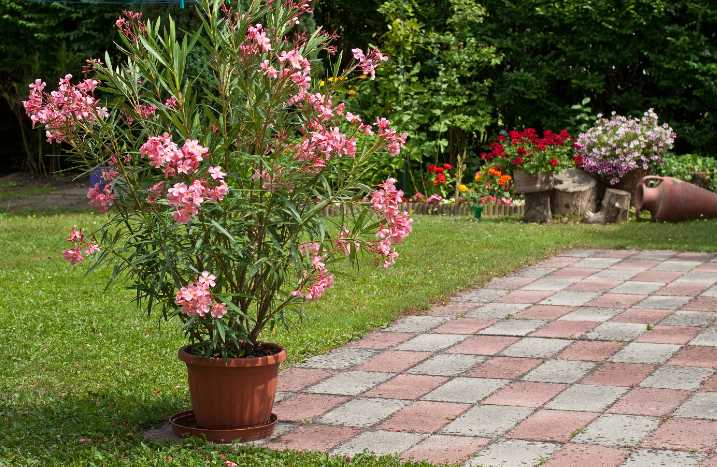 Oleander