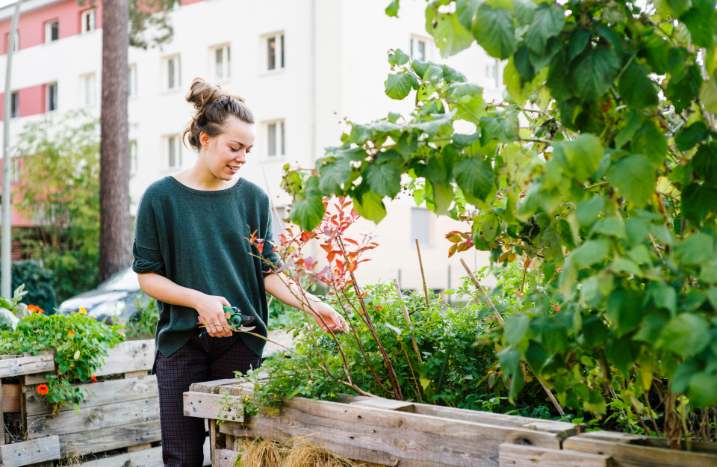 Urban Garden