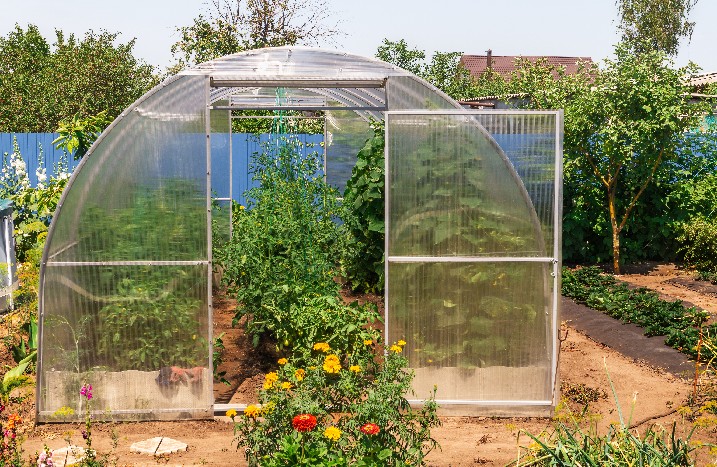 Foliengewächshaus mit Tomaten in Schrebergartenanlage.
