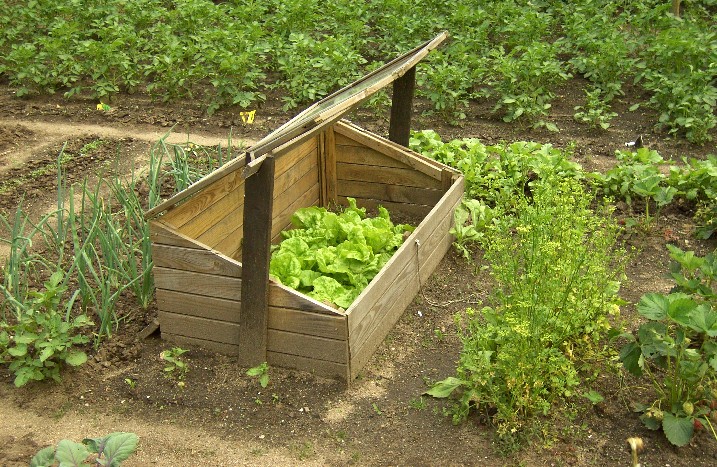 Ein Frühbeet mit Salat im Garten.