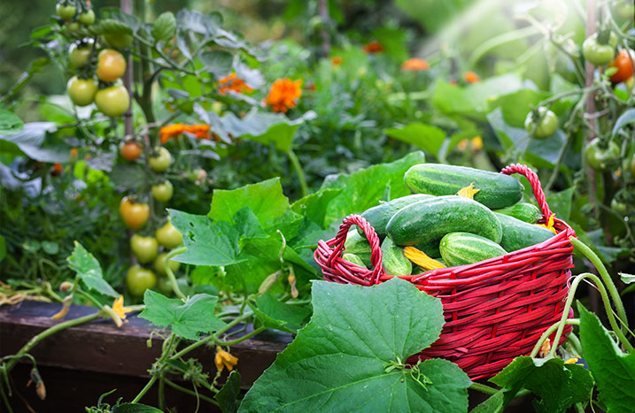 Hochbeet planen bepflanzen