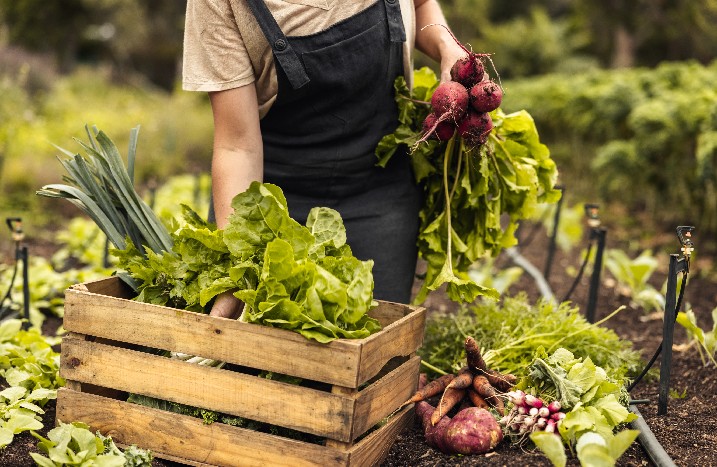 Ertragreiche Ernte aus dem Permakultur-Garten
