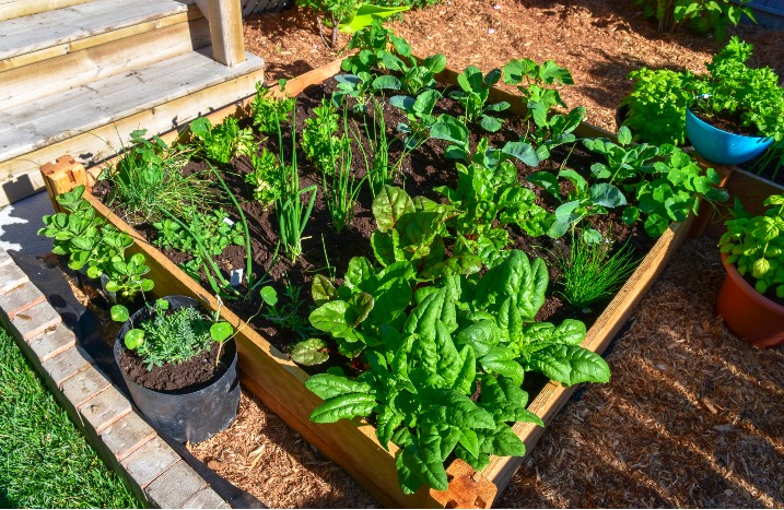 Squarefoot Garden mit Holzrahmen