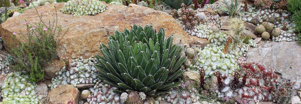 Steingarten mit verschiedenen Sukkulenten
