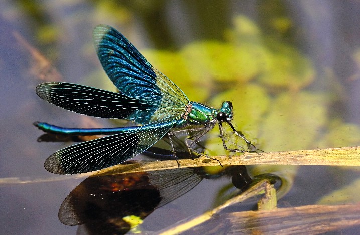 Libelle an einem Tümpel im Garten.