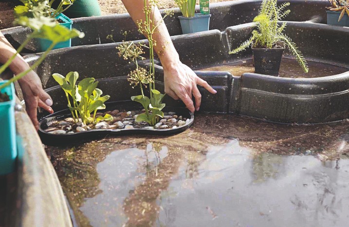 Fertigteich wird bepflanzt