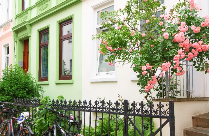 Rosenbaum im Vorgarten