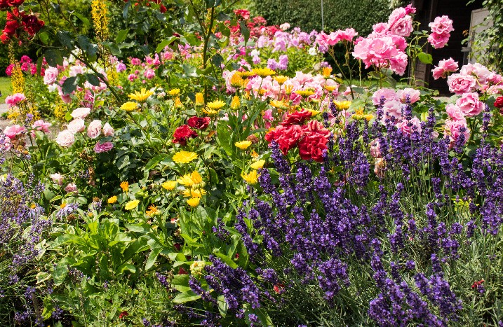 Wilde Blumen