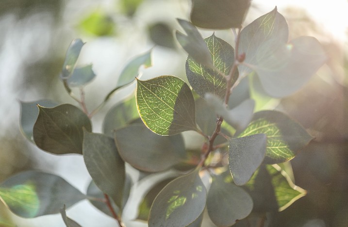 Eukalyptusblätter im Sonnenlicht.