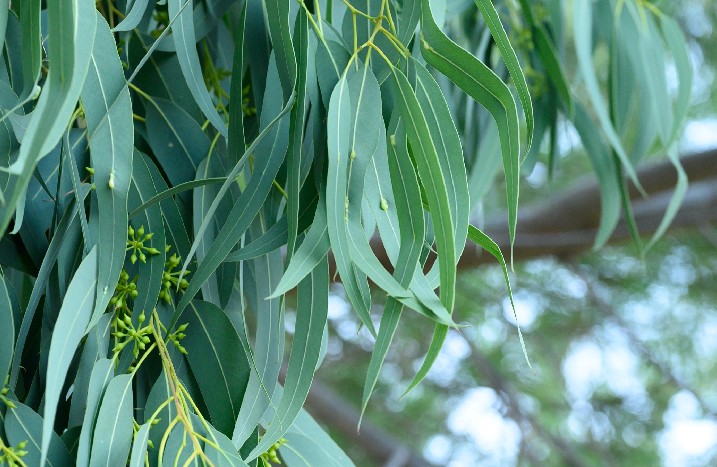 Nahaufnahme von Eukalyptusblättern am Baum.