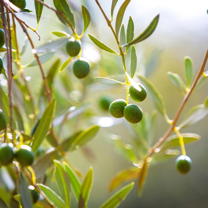 Olivenbaum Krankheiten