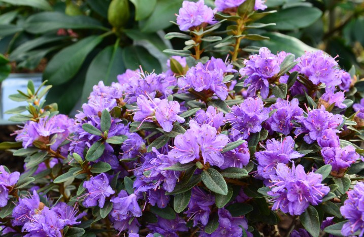 lila Rhododendron