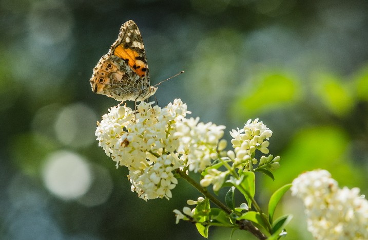 Eine Blühhecke ist für Schmetterlingen eine wichtige Nahrungsquelle.