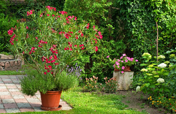 Oleander in Topf im Garten