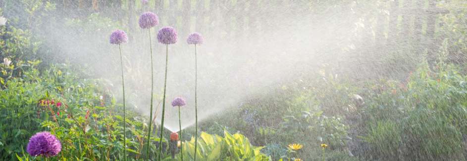 HD Smart Garden 19 25 943x326 Bewässerte Pflanzen