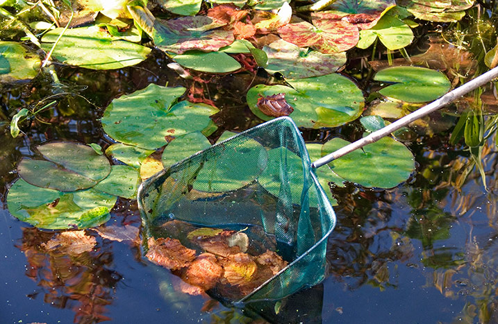 Garten Teich Reinigen Kescher