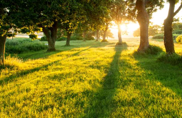 Wiese mit Bäumen und Sonnenaufgang