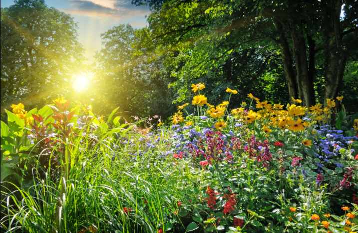 Garten mit vielen Pflanzen