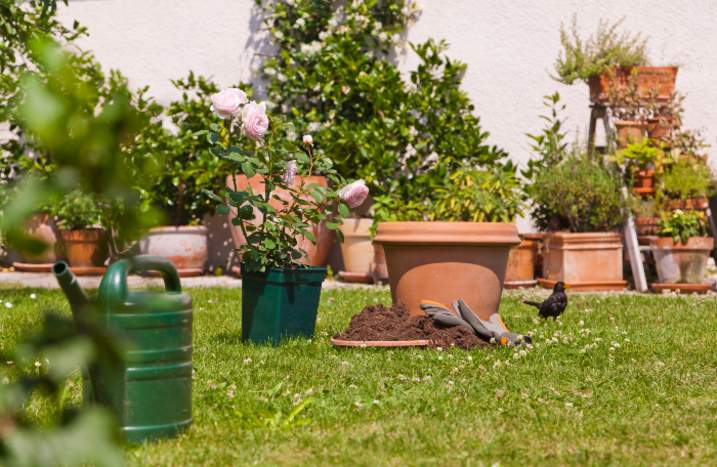 Rosen im Garten mit Übertopf