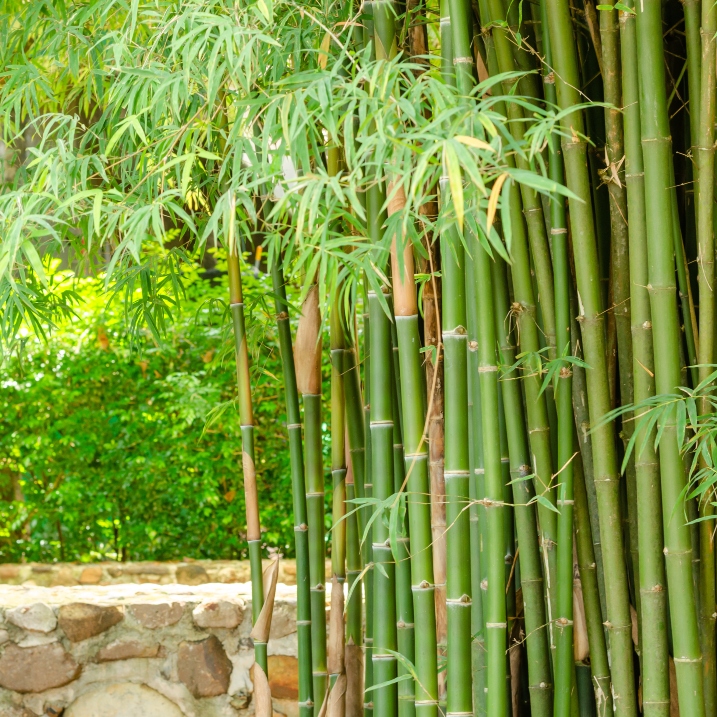 Bambus schneiden
