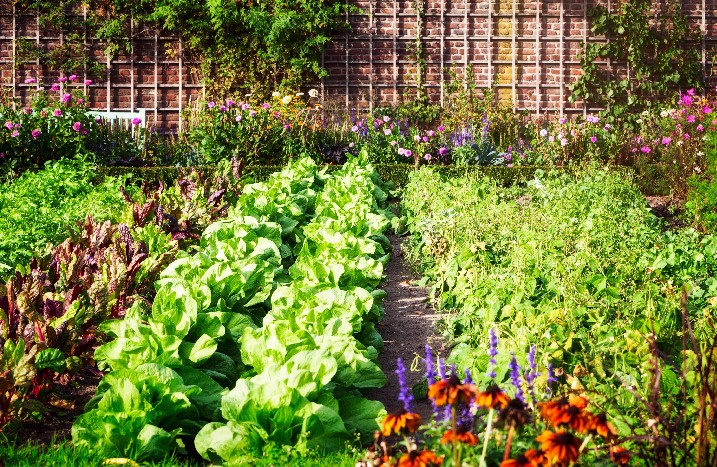 Gemüsegarten
