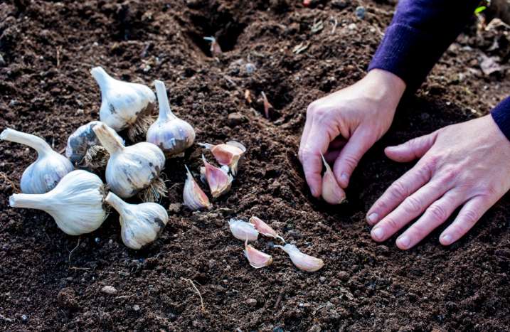 Knoblauch anpflanzen